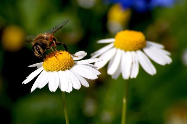 Con ong số mấy? Mơ thấy ong là điềm báo gì?