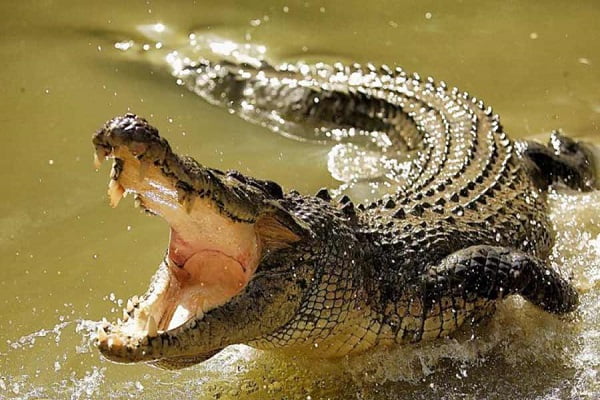 Mơ thấy cá sấu tấn công con mồi