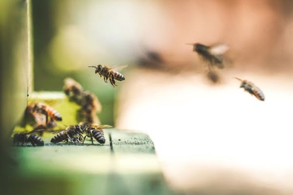 Mơ ong: Sự hiện diện của ong trong giấc mơ của bạn đang gửi gắm những thông điệp gì đến bạn? Hãy xem những hình ảnh liên quan đến mơ ong để tìm hiểu và trải nghiệm thế giới bí ẩn của giấc mơ. Được biết, ong đại diện cho sự ngoan cường và sức mạnh, vậy giấc mơ của bạn sẽ mang lại điều gì cho cuộc sống của bạn?
