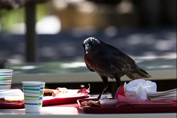 Mơ thấy quạ chết