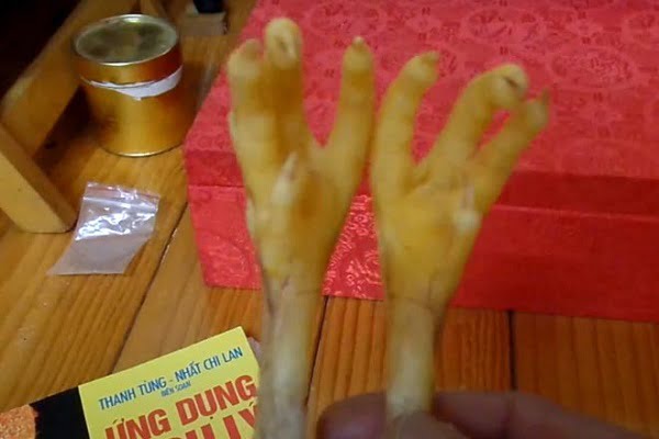 Cách xem chân gà, coi bói chân gà