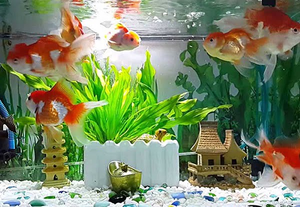 Người mệnh Mộc nuôi cá gì?