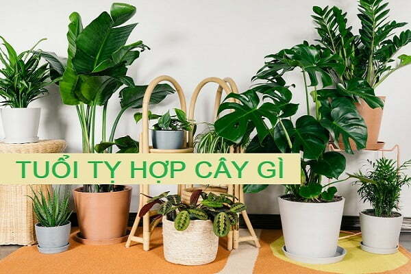 Sinh năm 2001 mệnh gì