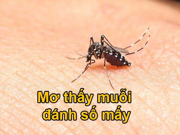 Con muỗi số mấy? Chiêm bao thấy muỗi tốt hay xấu?